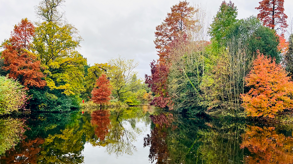 Beautiful autumnal trees perfectly reflected in a lake in the grounds of Kew Gardens